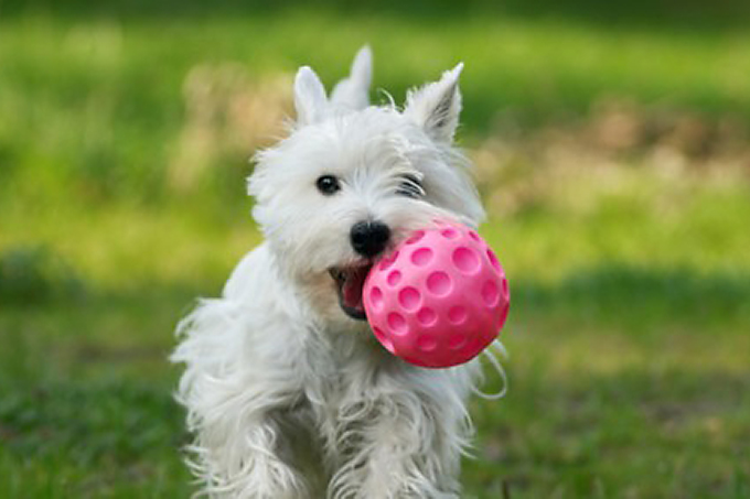 Dog with Ball