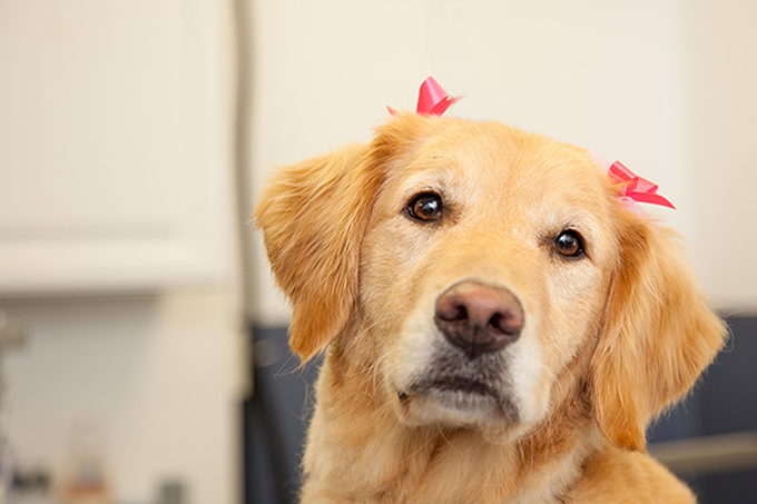 Dog with Bows